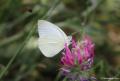 Pieris rapae (Küçük Beyazmelek)